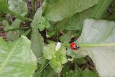 Coccinella jigsaw puzzle