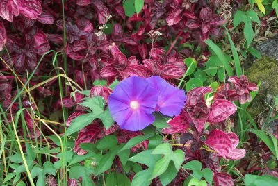 Fleurs de la RÃ©union
