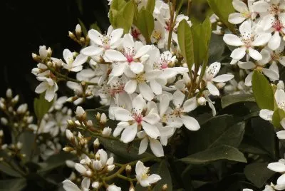 פאזל של raphiolepis umbellata