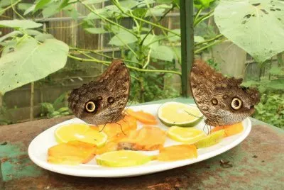 פאזל של almuerzo
