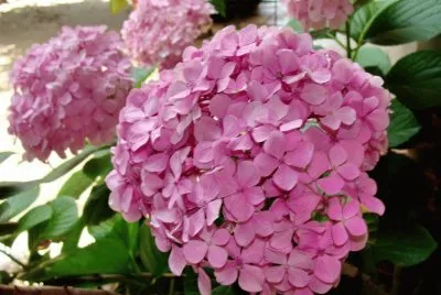 פאזל של hortensia