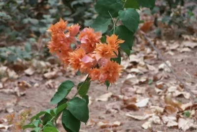Fleurs de la RÃ©union