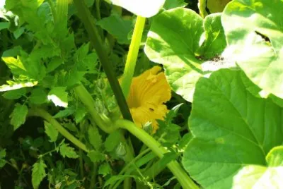 Fleurs de courgette...