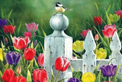 tulipa
