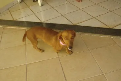 Laila