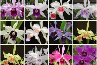 orquideas