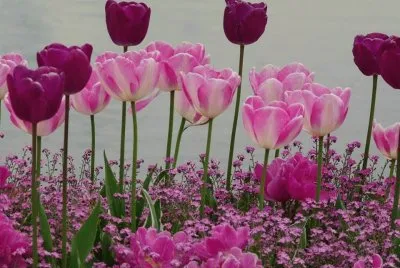 tulipa