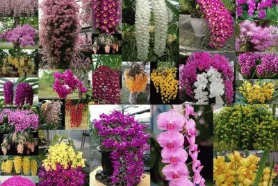 orquideas