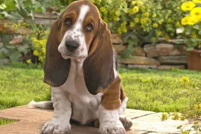 פאזל של basset