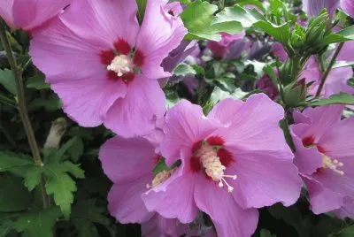 Hibiscus