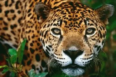 NATURALEZA VZLA