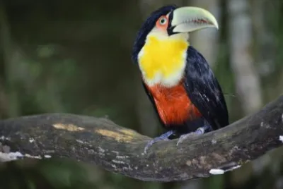 פאזל של Tucano bico verde