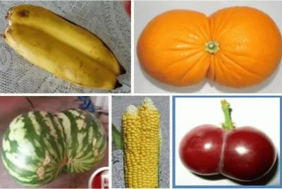 פאזל של Frutas Siamesas