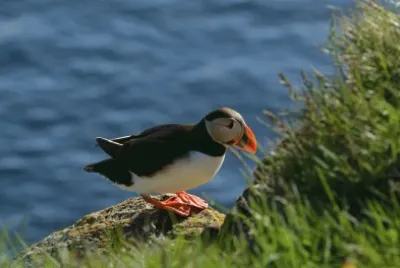 island papageientaucher