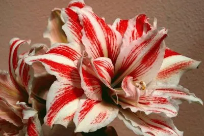 flor