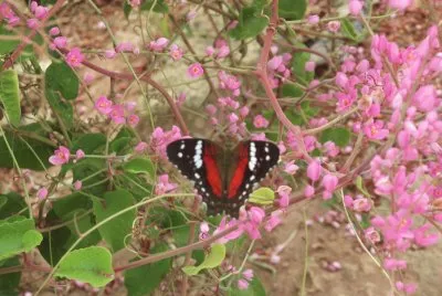 פאזל של Flores Silvestres