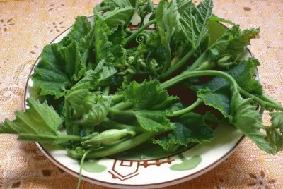 פאזל של Cambuquira ou broto da rama de abÃ³bora