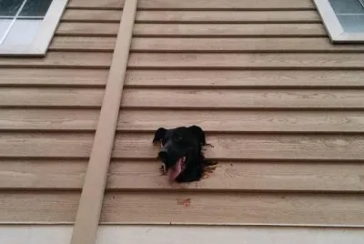 פאזל של curioso