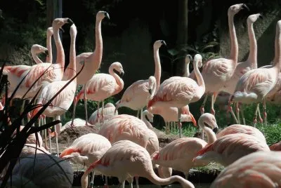 פאזל של flamencos