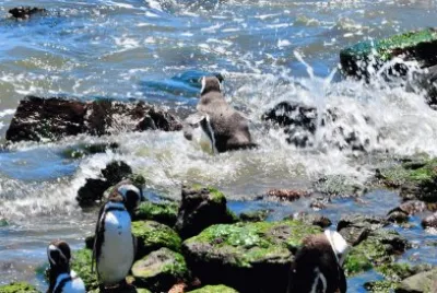 En Punta Tombo. Chubut. Argentina