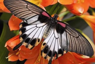 INSECTOS DEL MUNDO