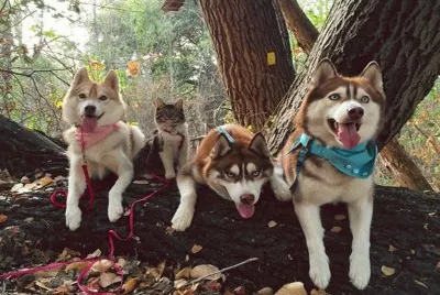 Perros y gato de paseo en el campo