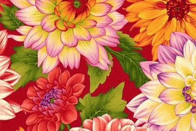 Dahlia Flowers