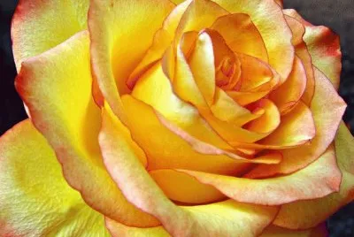 Yellow Gorgeous Rose