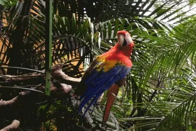 Guacamayo