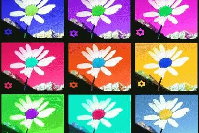 lily6