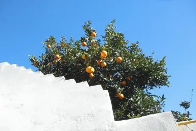 naranjas