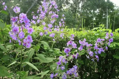 Saquarema Flowers