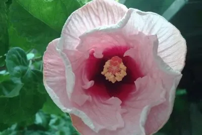 פאזל של hibisco