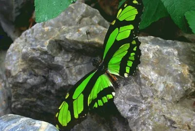 פאזל של mariposa