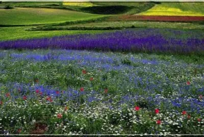 פאזל של primavera