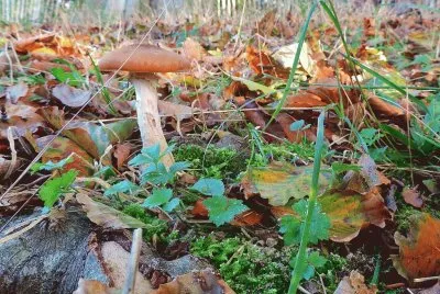 פאזל של otoÃ±o