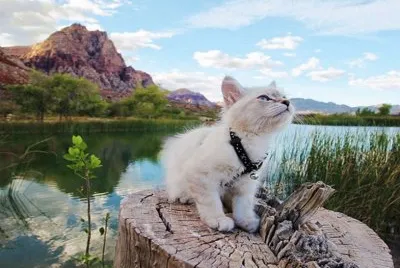 gatos de Campamento