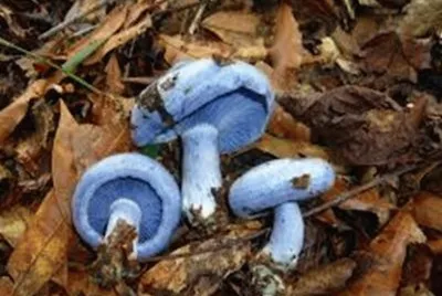 Lactarius indigo
