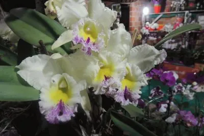 orquidea