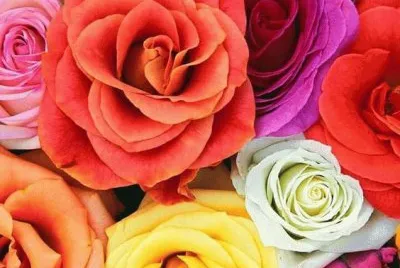 Beautiful Roses