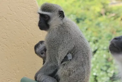 Wild Coast Monkeys