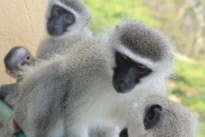 Wild Coast Monkeys 2
