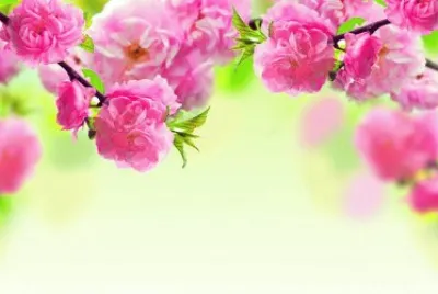 rosas