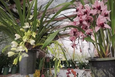 orquidea