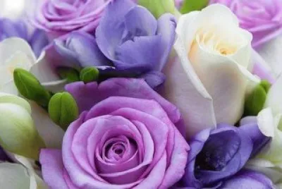 rosas