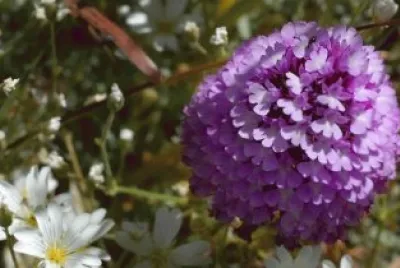 orquÃ­dea piramidal