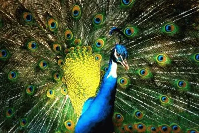 pavo real