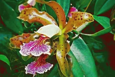 flores