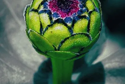 boton de flor