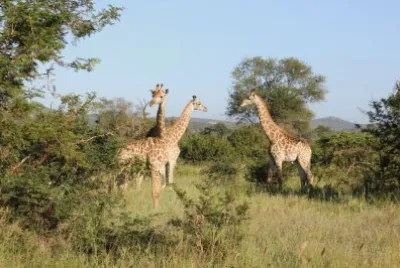 פאזל של Girafas